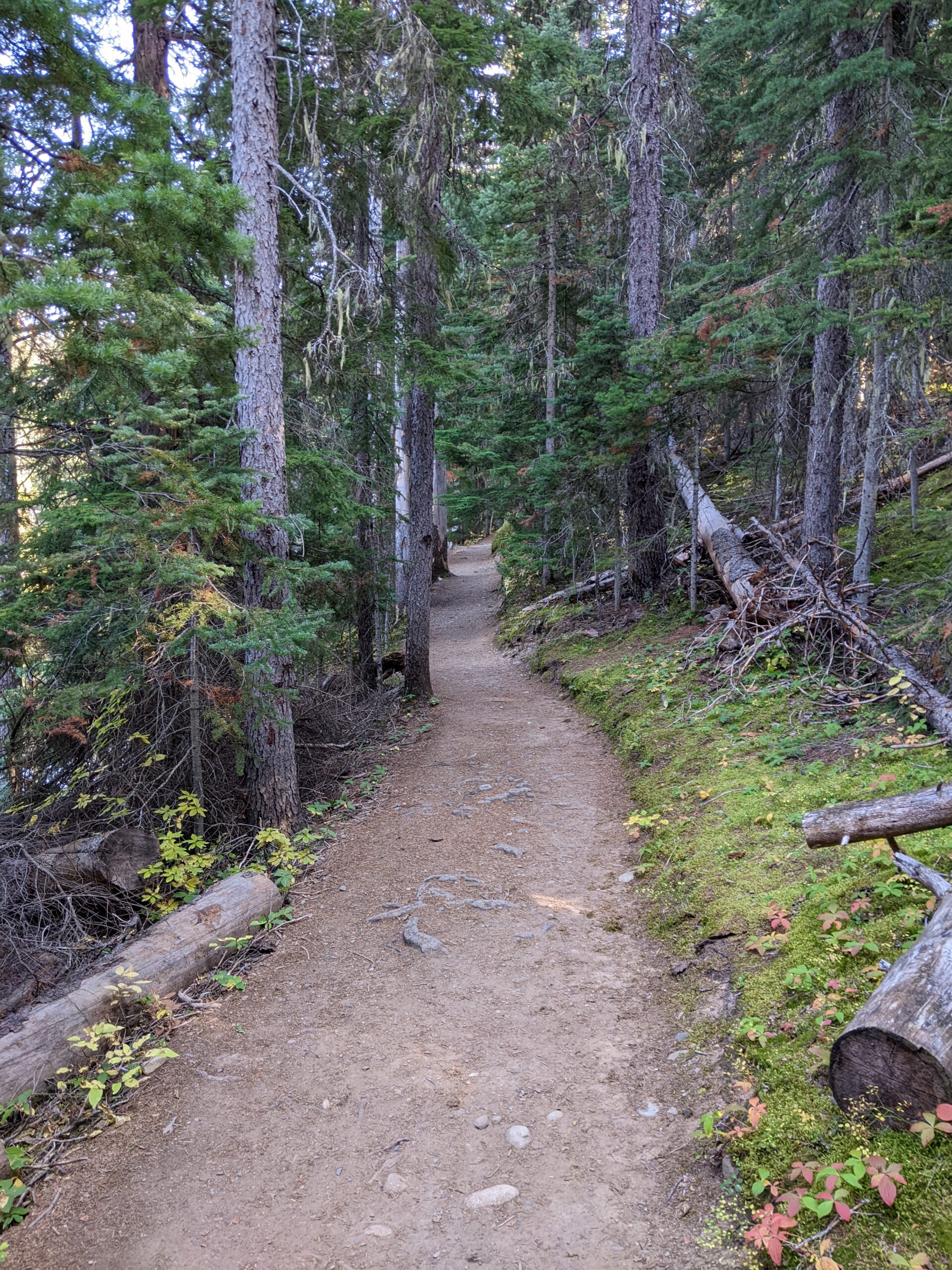 forest trail with evergreen trees on either side and a few fallen logs